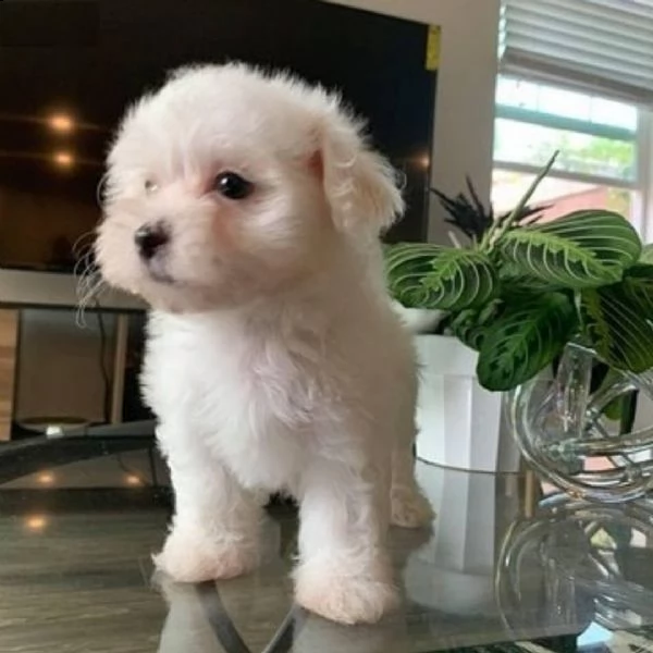 disponibili cuccioli maltesi addestrati (+393509706299)