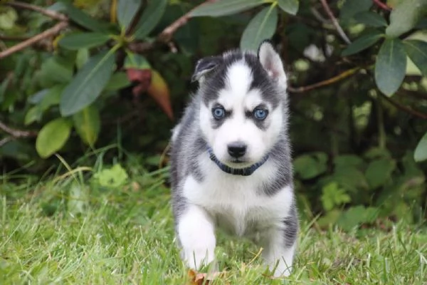 4 siberian husky occhi color ghiaccio stupendi | Foto 6