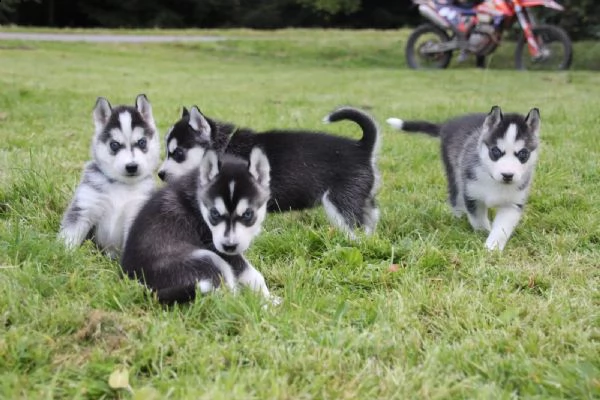 4 siberian husky occhi color ghiaccio stupendi | Foto 4