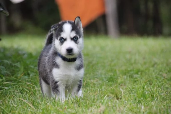 4 siberian husky occhi color ghiaccio stupendi | Foto 1