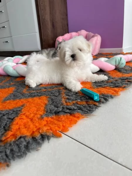 kucciolo maltese disponibile | Foto 4