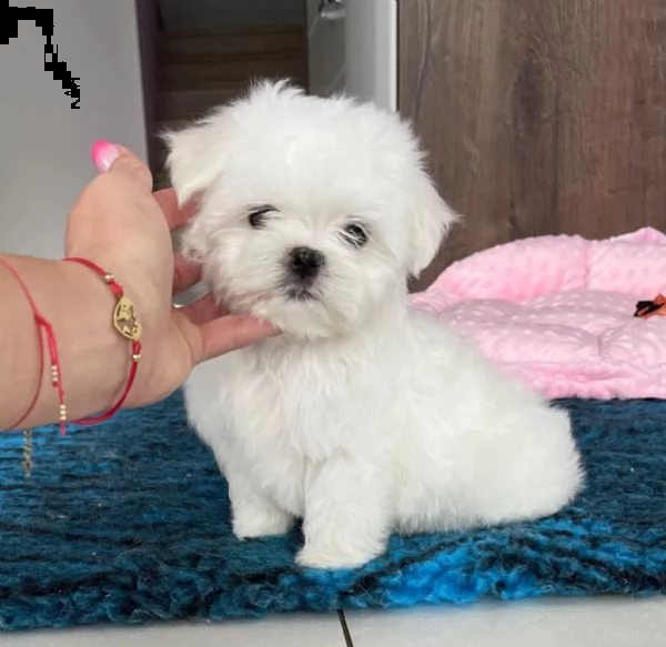 kucciolo maltese disponibile | Foto 0