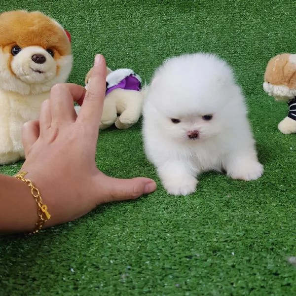 regalo pomeranian valpino toy
