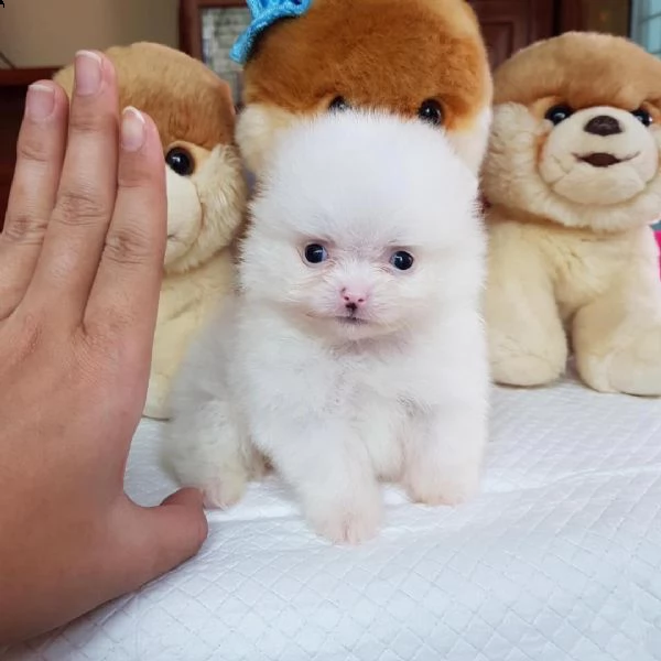 regalo pomeranian valpino toy