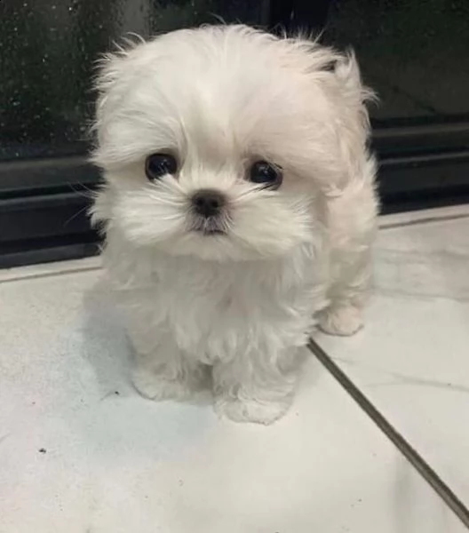 regalo maltese]]