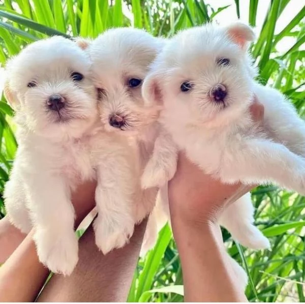 regalo maltese