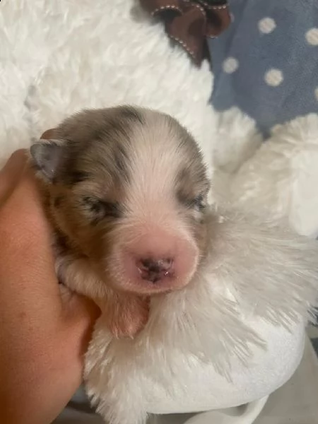 cuccioli di pastore australiano in miniatura riconosciuti come miniature american shepherd. 