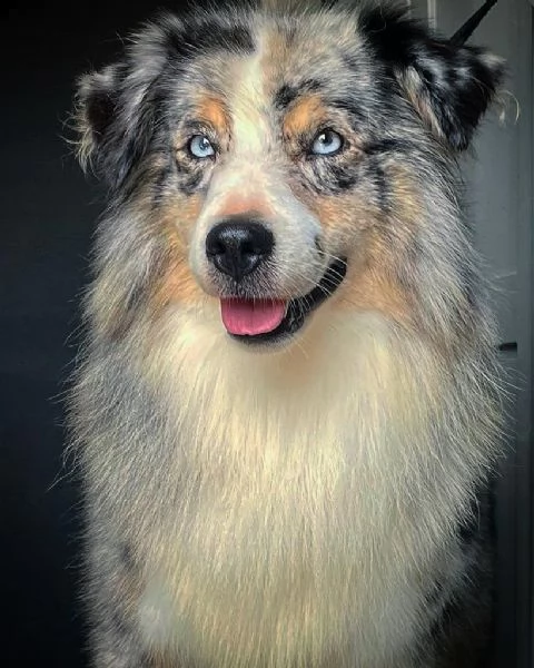 cuccioli di pastore australiano in miniatura riconosciuti come miniature american shepherd.  | Foto 3