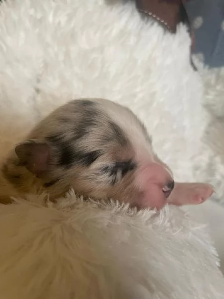 cuccioli di pastore australiano in miniatura riconosciuti come miniature american shepherd.  | Foto 2