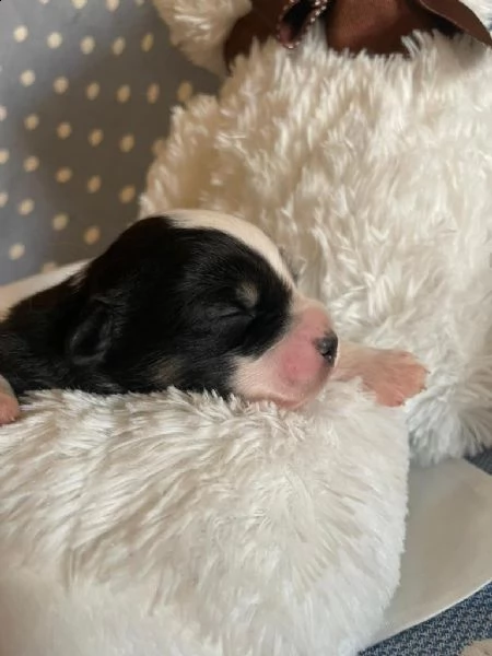 cuccioli di pastore australiano in miniatura riconosciuti come miniature american shepherd.  | Foto 1