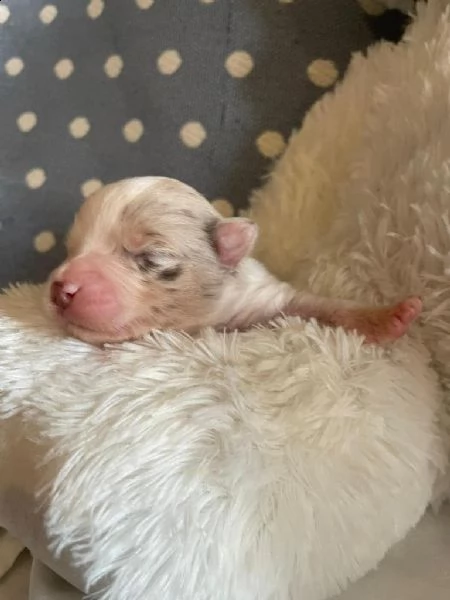 cuccioli di pastore australiano in miniatura riconosciuti come miniature american shepherd.  | Foto 0