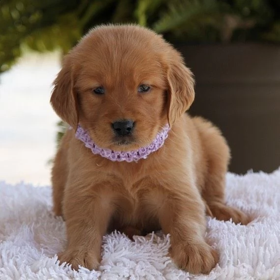 regalo golden retriever[at] | Foto 0