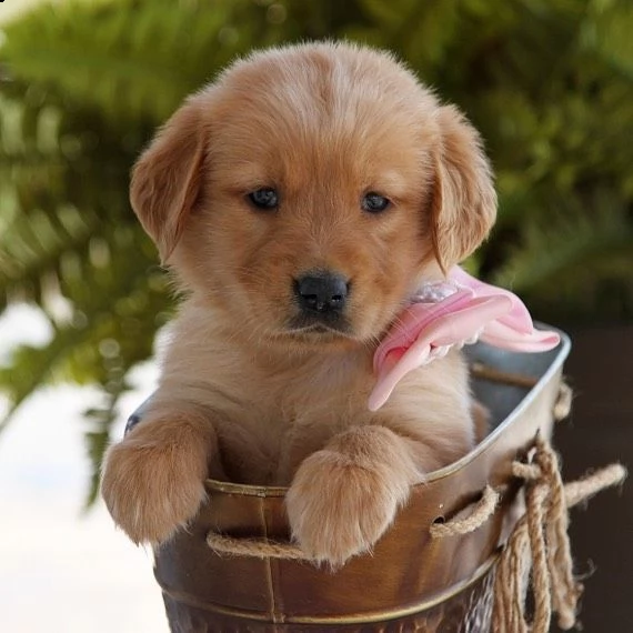 regalo golden retriever[at]