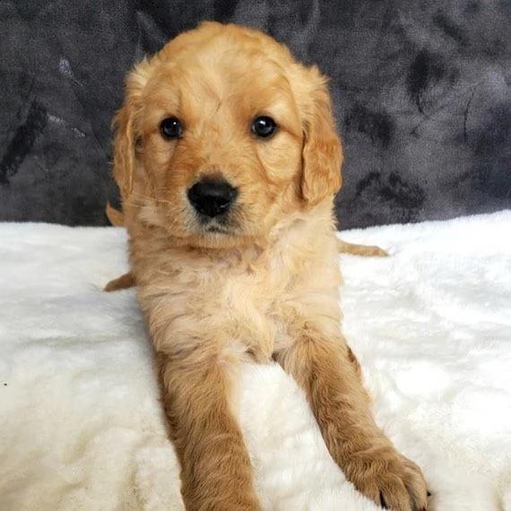 regalo golden retriever#