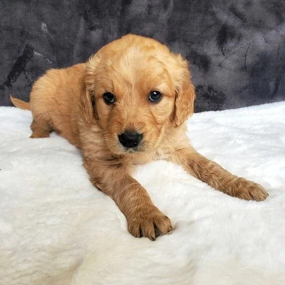 regalo golden retriever# | Foto 0