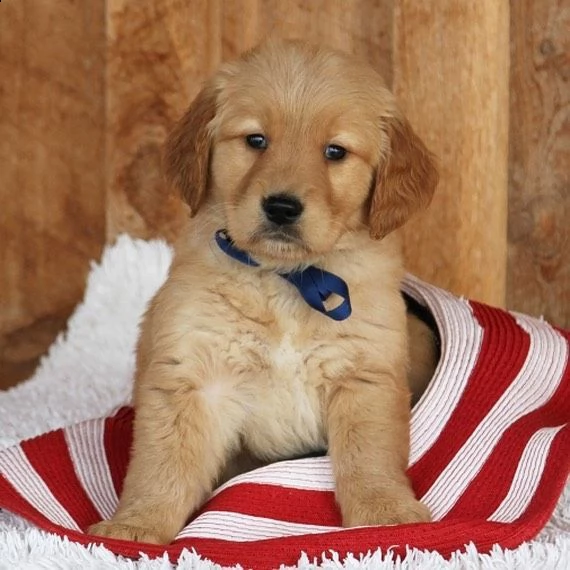 regalo golden retriever