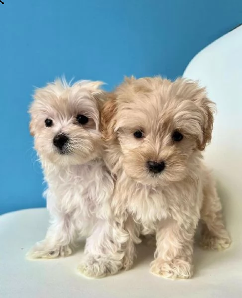 regalo maltipoo cuccioli meravigliosi  