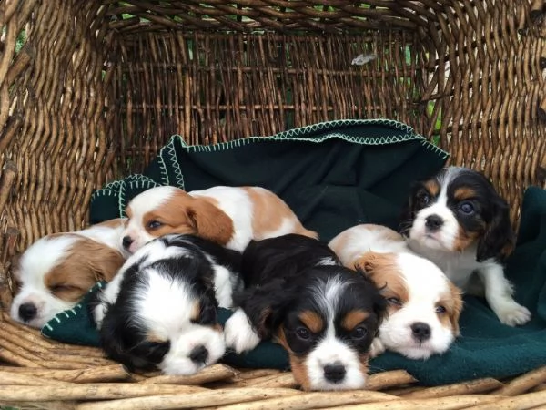 regalo cavalier king cuccioli meravigliosi !