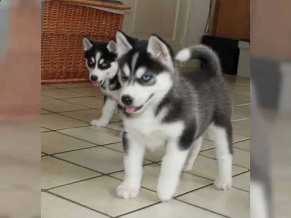 regalo cuccioli siberian husky maschio e femmina 