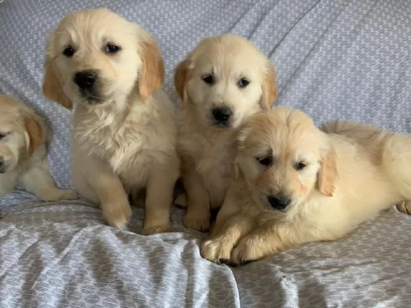 regalo golden retriver cuccioli