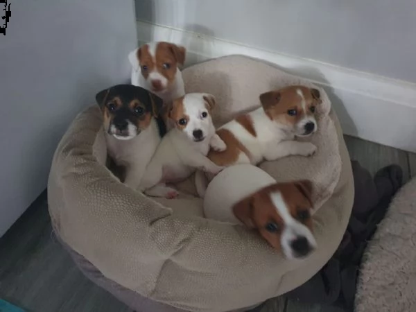 regalo jack russell terrier 