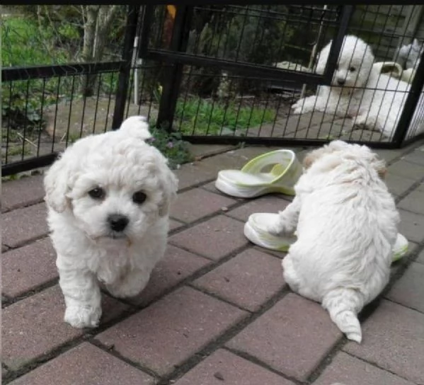 regalo dolci cuccioli bichon frise per ladozione