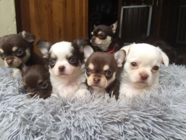 regalo cuccioli di chihuahua