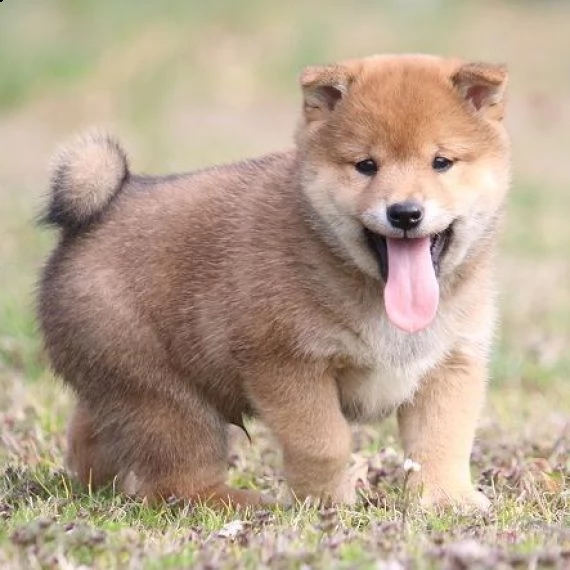 shiba inu cuccioli in adozione gratuiti