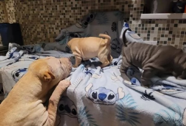 shar pei cuccioli in adozione gratuiti