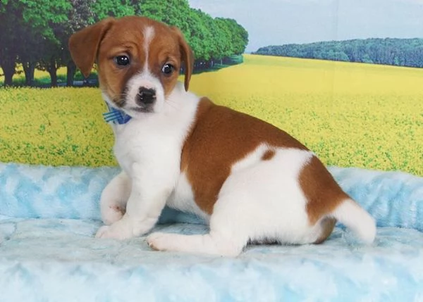 regarlo jack russell cuccioli bellissima cucciolata cerca nuova famiglia 4 maschi e 3 femmina 60 g