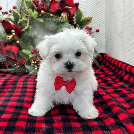 regarlo maltese cuccioli bellissima cucciolata cerca nuova famiglia, 4 maschi e 3 femmina, 60 gg, tu