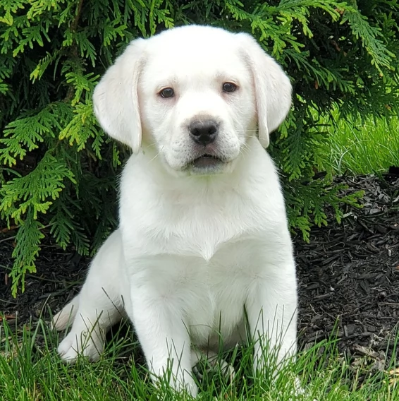 regarlo labrador retriever cuccioli bellissima cucciolata cerca nuova famiglia 4 maschi e 3 femmina