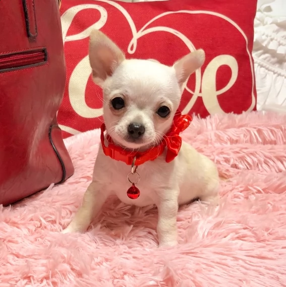 chihuahua cuccioli per ladozione bellissima cucciolata cerca nuova famiglia 4 maschi e 3 femmina 