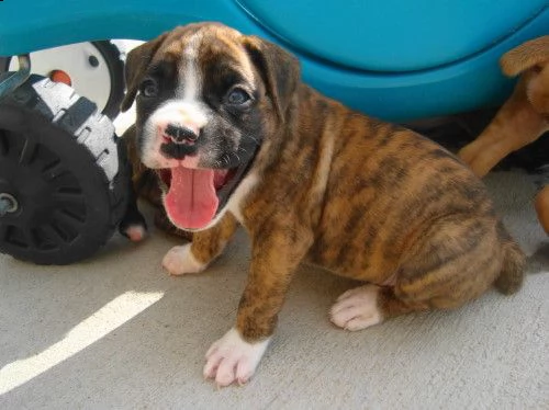 dolcissimi cuccioli di boxer | Foto 0