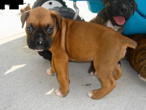 dolcissimi cuccioli di boxer