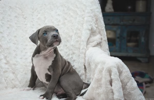 cuccioli di pitbull terrier