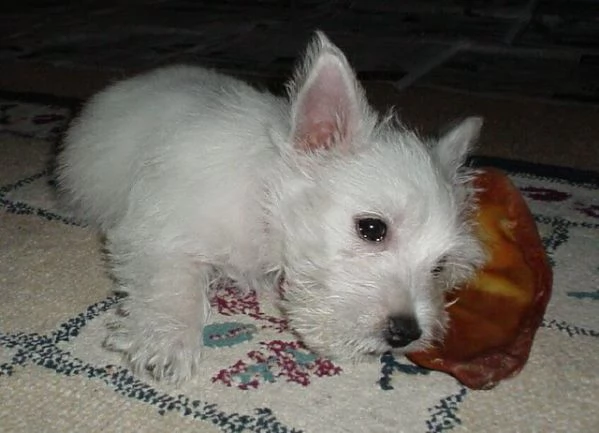 west highland white terrier cuccioli  | Foto 0