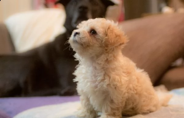 cuccioli di bolognese  | Foto 0