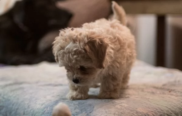 cuccioli di bolognese 