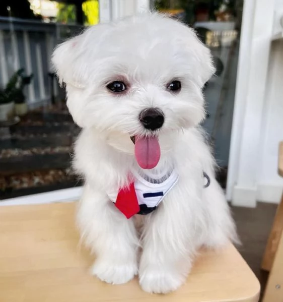 speciali cuccioli di maltese (+393509706299)