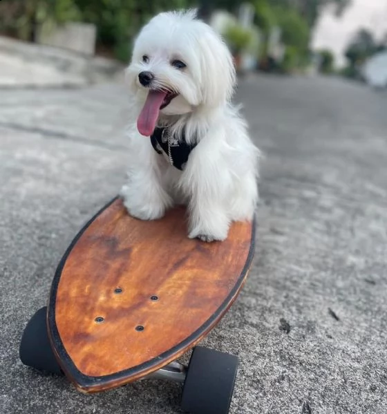 magnifici cuccioli di maltese (+393509706299)