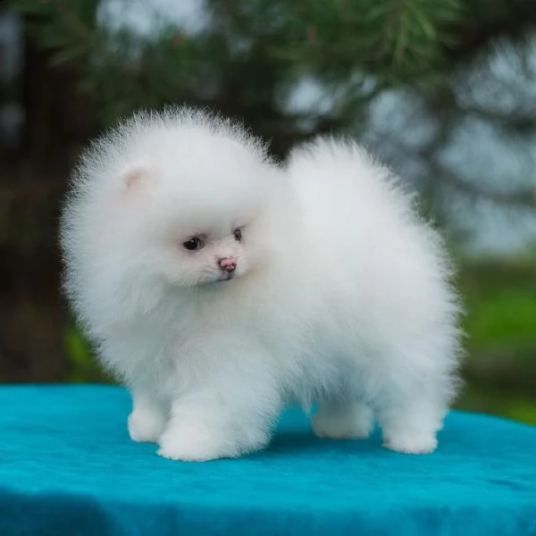 simpatici e adorabili pomerania 393509706299