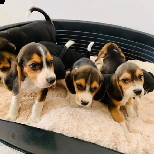beagle cuccioli sani per case amorevoli | Foto 1