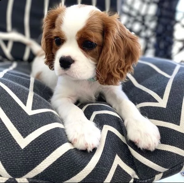 cavalier king charles cuccioli sani per case amorevoli