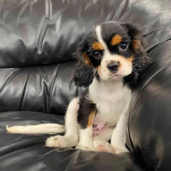 cavalier king charles cuccioli sani per case amorevoli | Foto 1