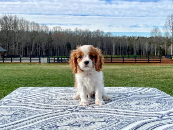 cavalier king charles cuccioli sani per case amorevoli | Foto 0