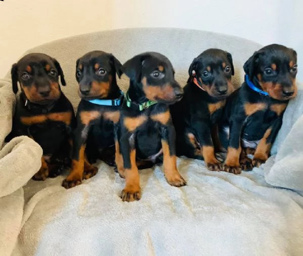 dobermann cuccioli sani per case amorevoli | Foto 0