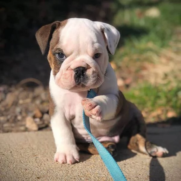 bulldog inglese cuccioli sani per case amorevoli | Foto 0