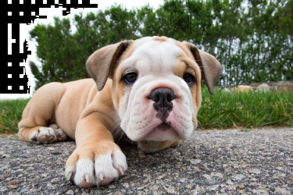bulldog inglese cuccioli sani per case amorevoli