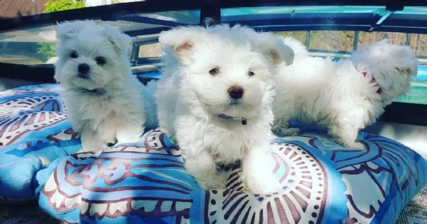 maltese cuccioli sani per case amorevoli-+ | Foto 1
